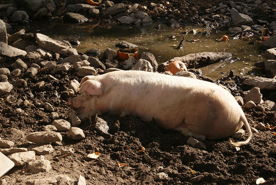 Artful Piggy Photograph by Margie Avellino
