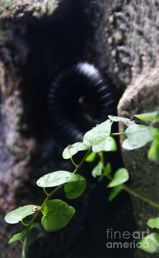 Arthropoda Photograph by Linda Shafer
