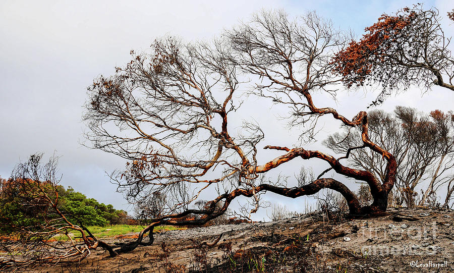 Arthur River Survival Tree Photograph by Lexa Harpell