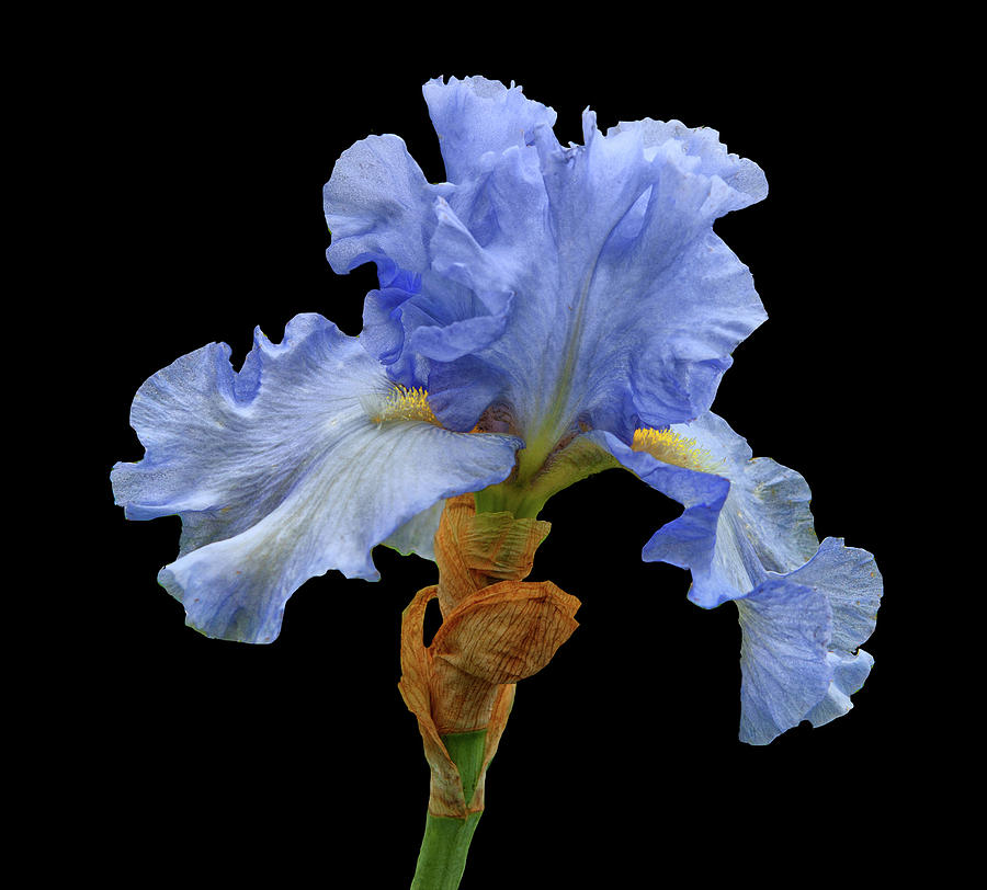 Iris Photograph - Artic Blue by Floyd Hopper