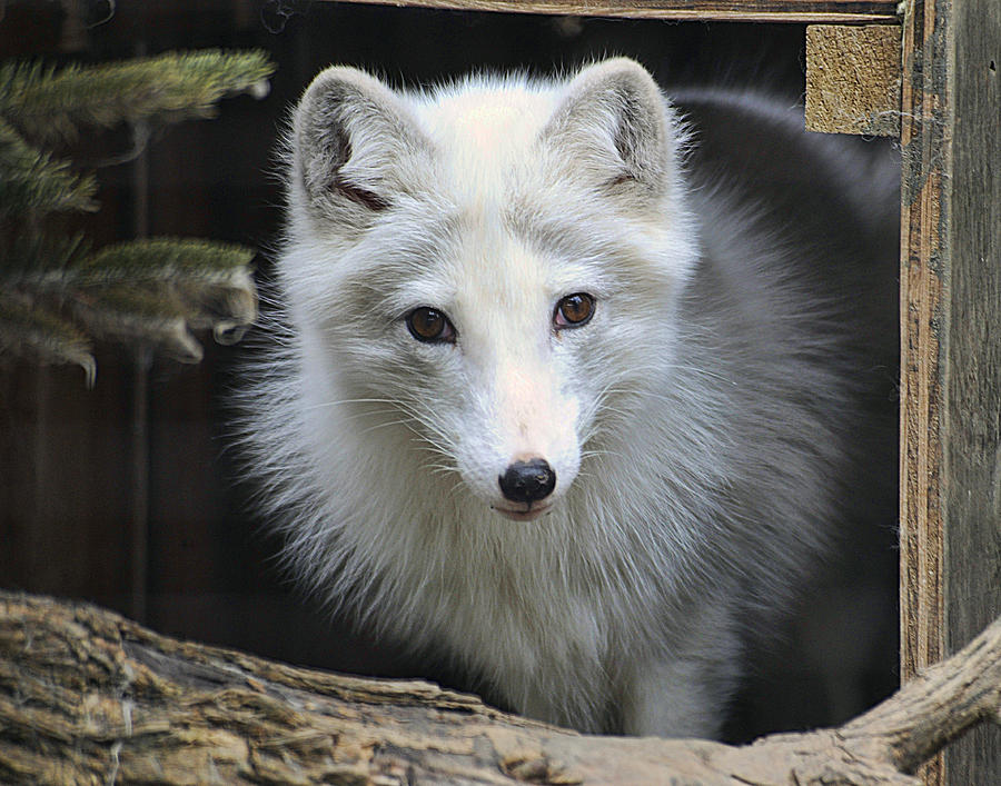Artic Fox Photograph by Keith Lovejoy