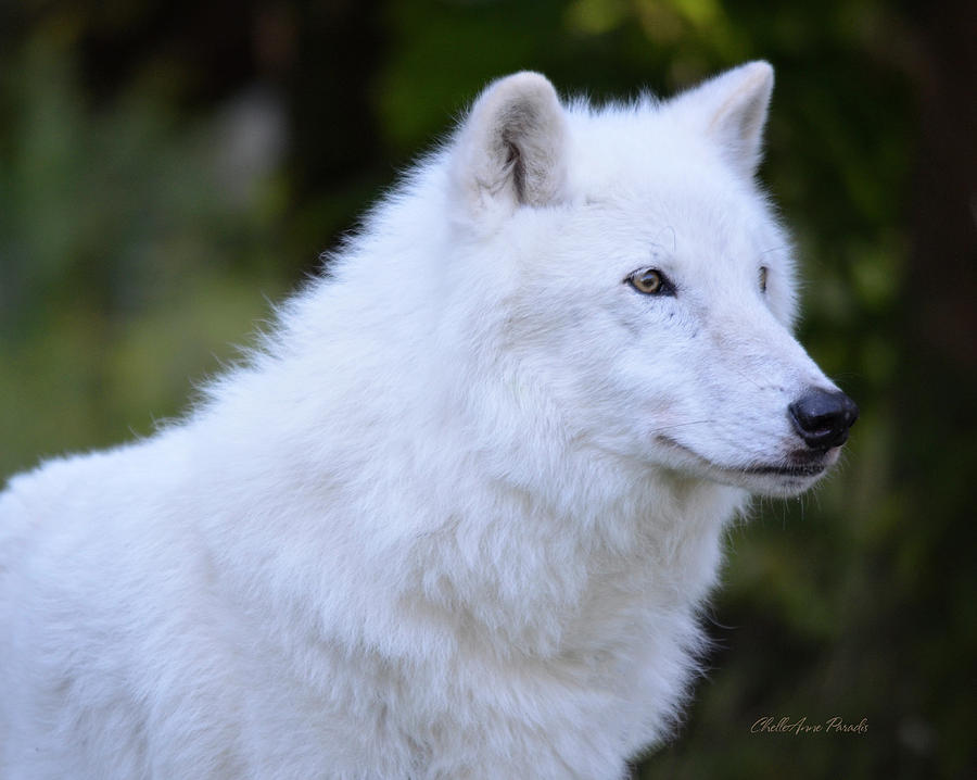 douglas atka wolf