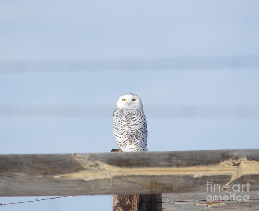 Artic Owl in Wyoming Photograph by Jeff Swan