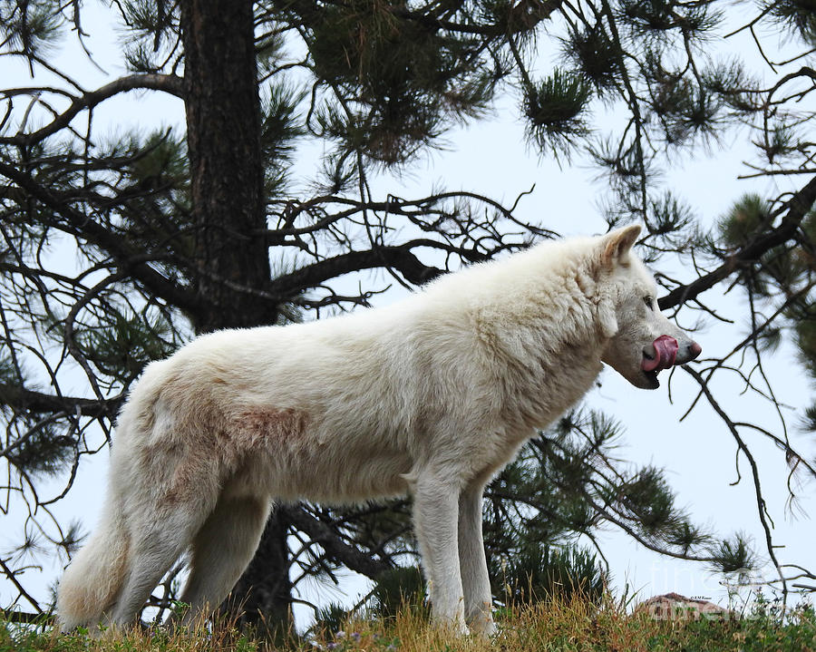 Arctic Wolf - 2 Photograph by Kathy M Krause