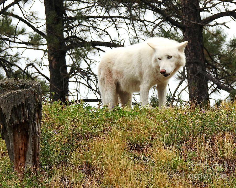 Arctic Wolf Photograph by Kathy M Krause