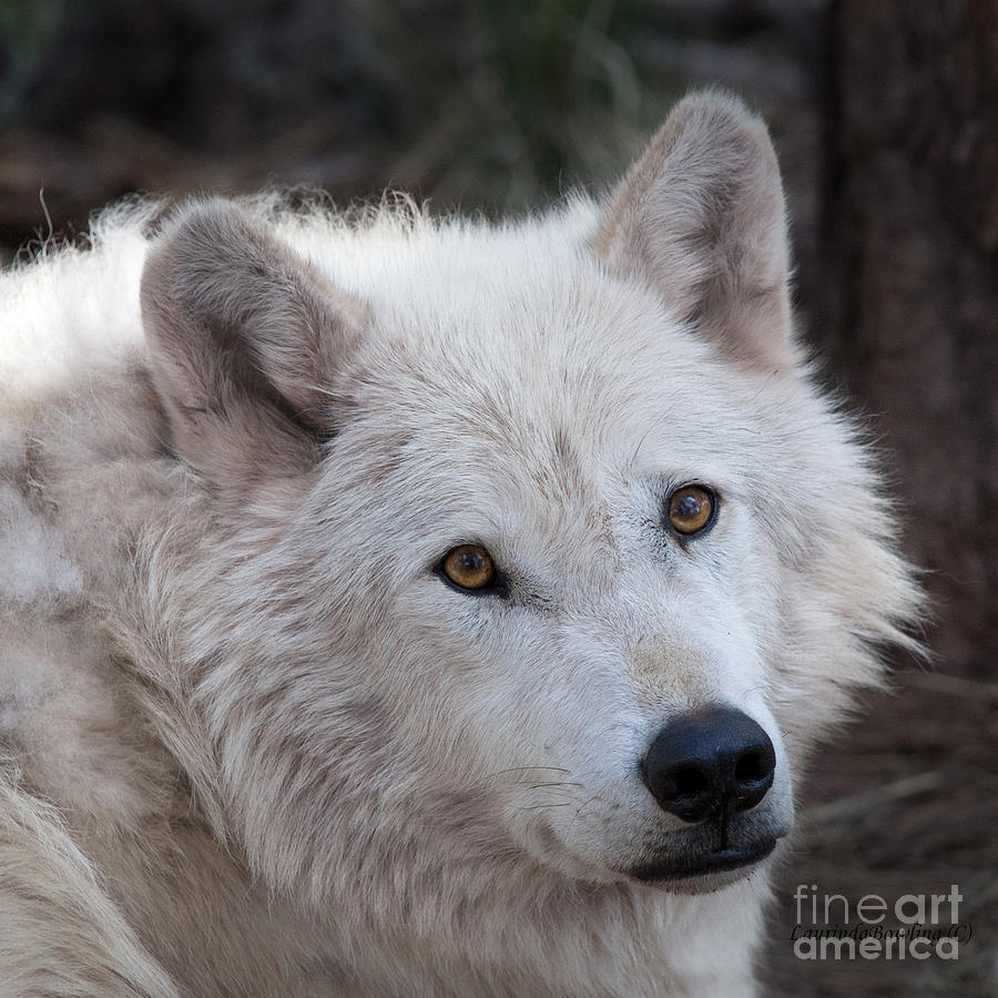 Artic Wolf Photograph by Laurinda Bowling
