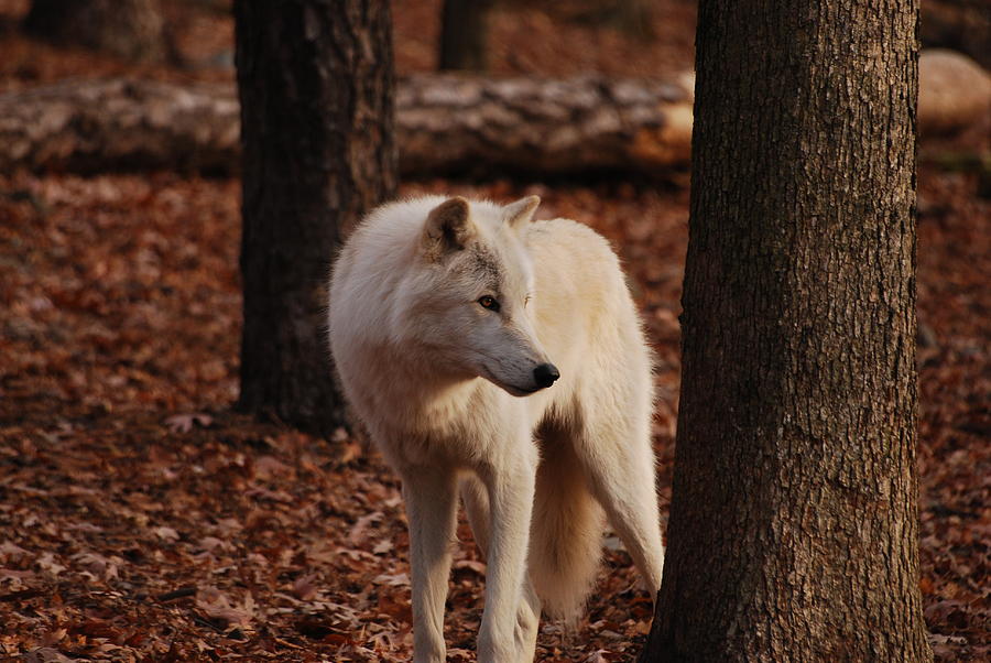 Artic Wolf Photograph by Lori Tambakis