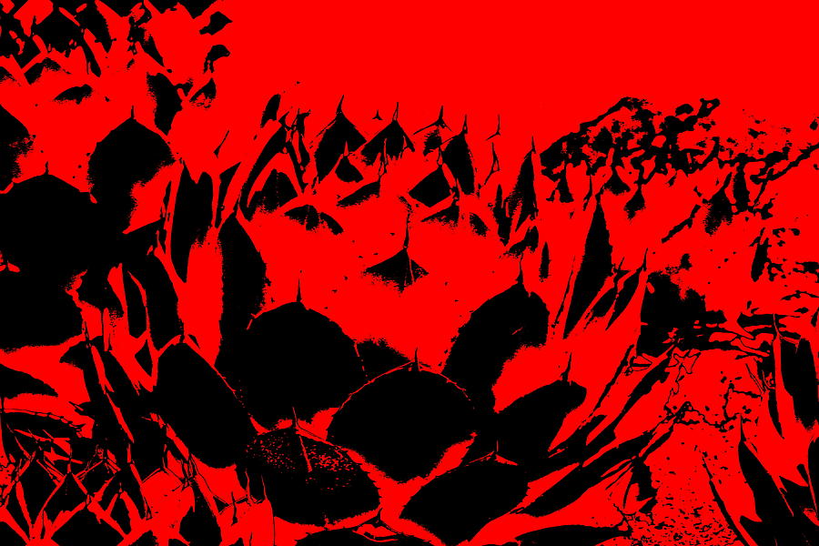 Artichoke Agave in Black and Ruby Red Digital Art Post Processed Photograph Photograph by Colleen Cornelius