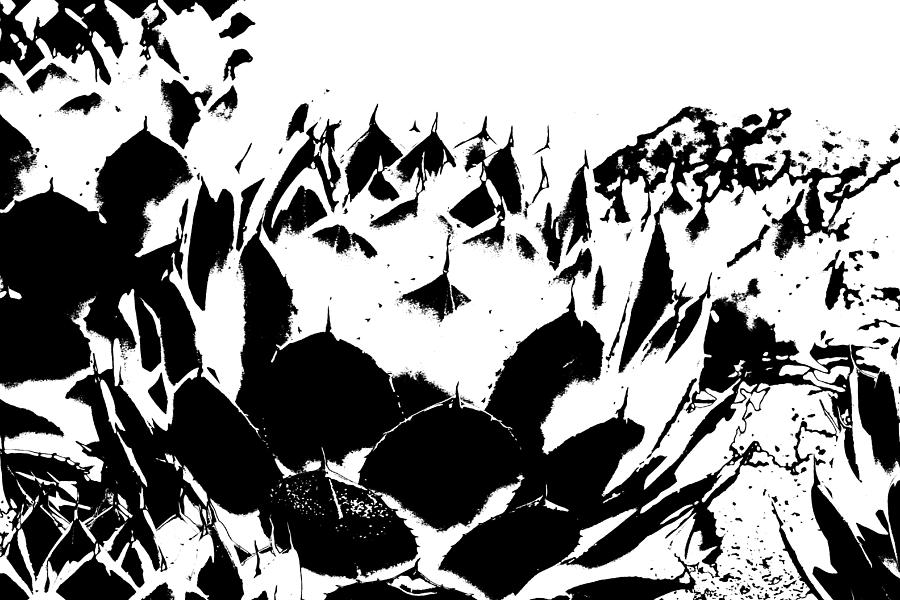 Artichoke Agave in Black and White Digital Art Post Processed Photograph Photograph by Colleen Cornelius