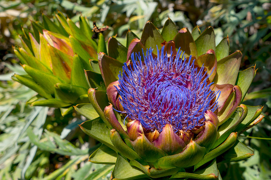 Artichoke Bloom Photograph by Derek Dean