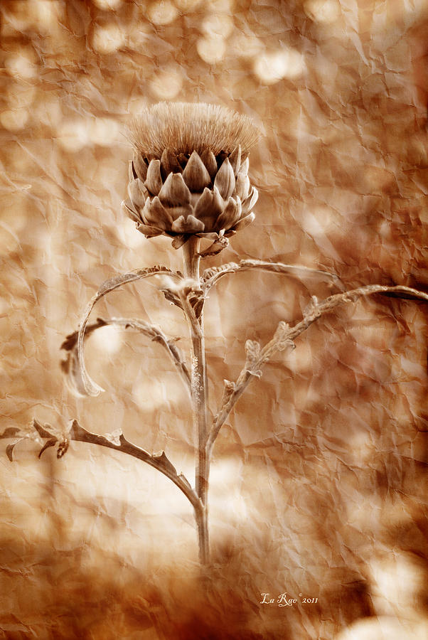 Flower Photograph - Artichoke Bloom by La Rae  Roberts