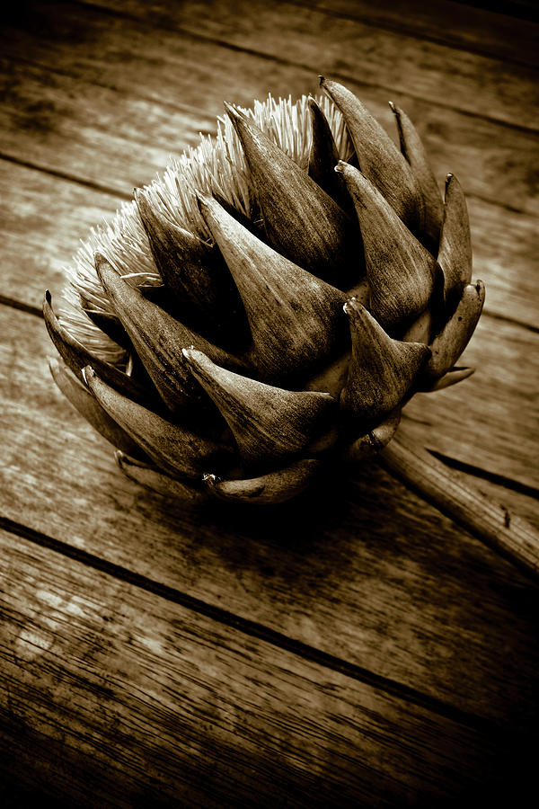 Artichoke Flower Still Life Photograph by Frank Tschakert