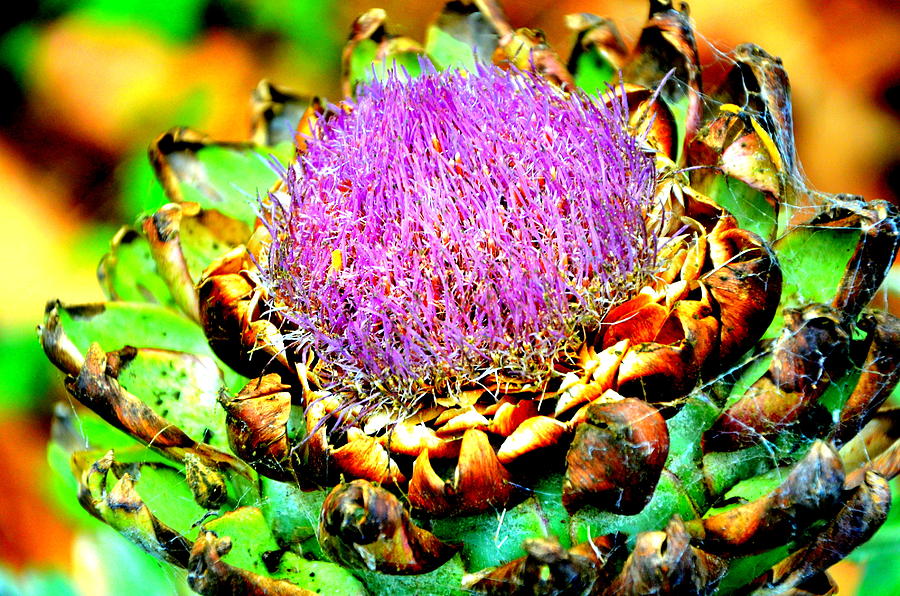 Artichoke Going To Seed  Photograph by Antonia Citrino