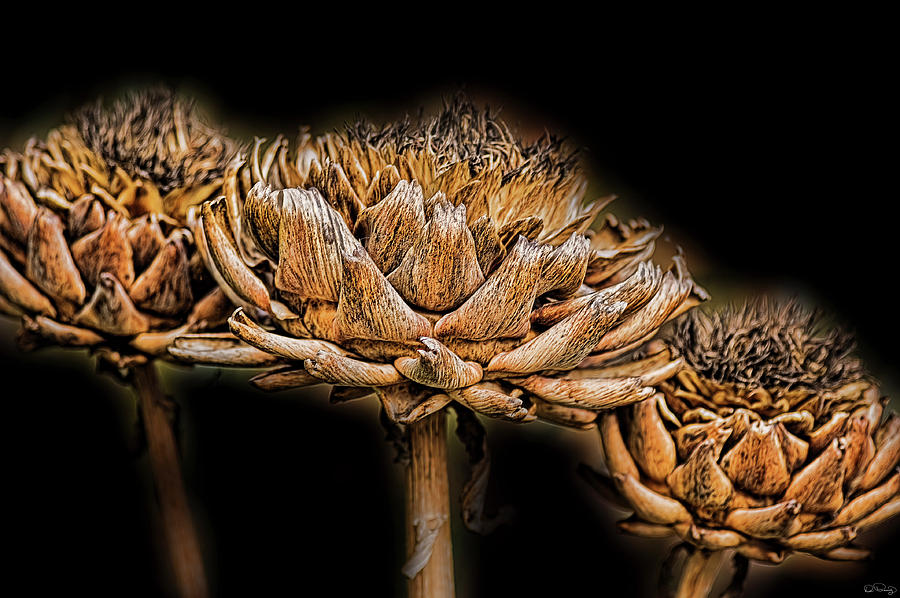 Artichokes Heads Photograph by Dee Browning
