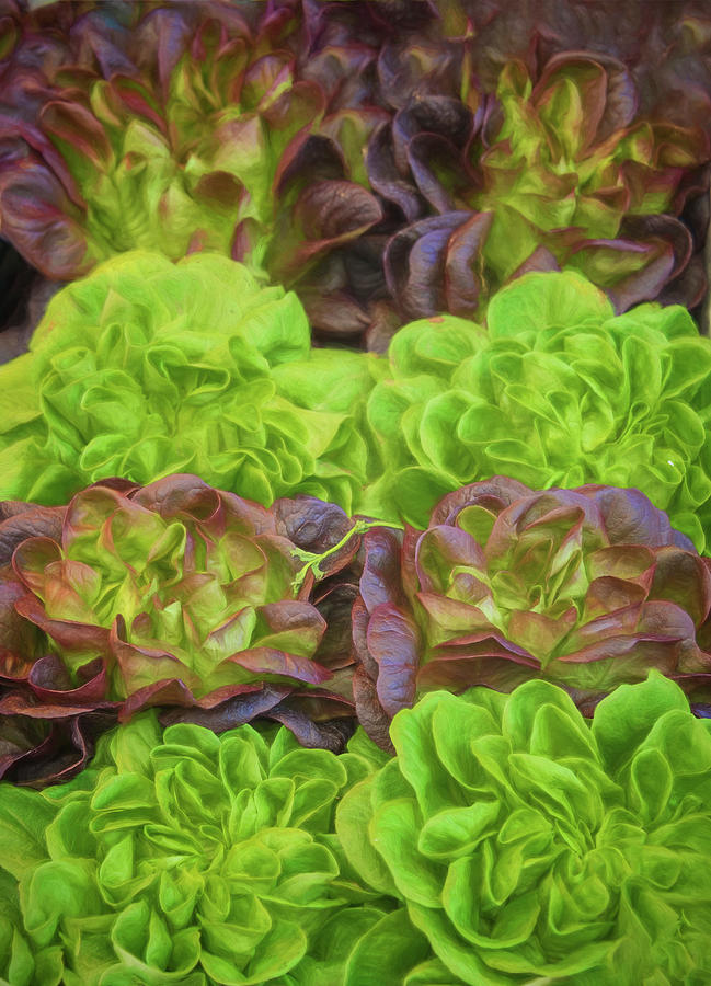Lettuce Photograph - Artisinal Greens Madrid Spain by Joan Carroll