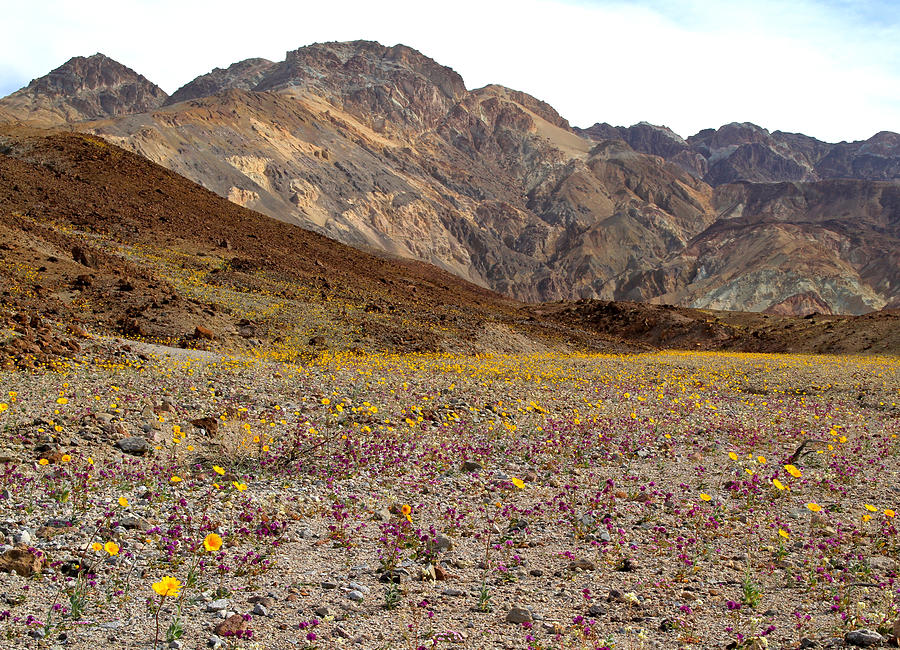 Artists Palette Superbloom Death Valley Photograph by Ed Riche