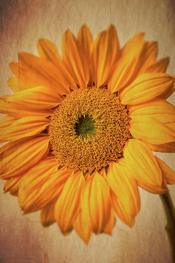 Artist Sunflower Photograph by Garry Gay