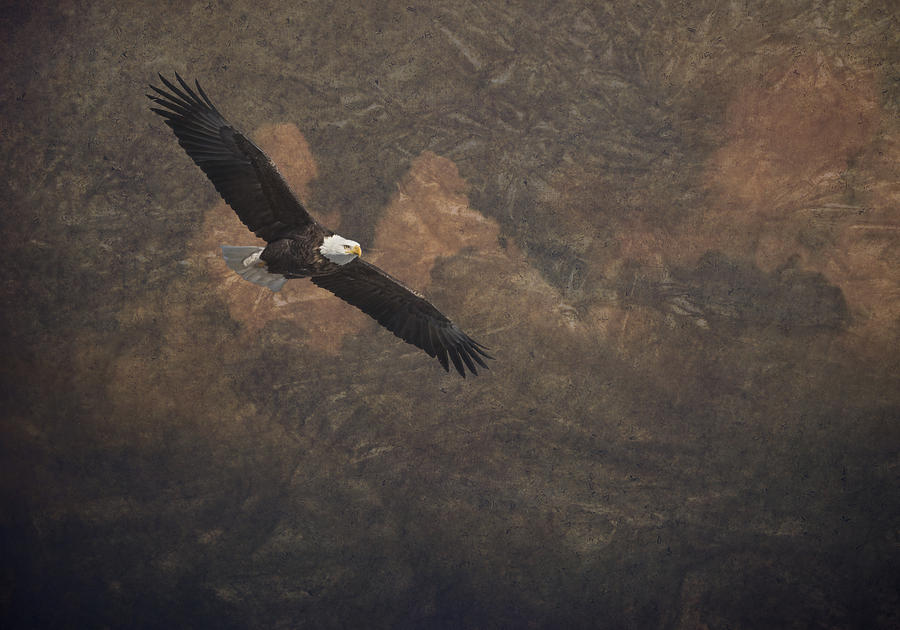 Artistic American Bald Eagle 2016-1 Photograph by Thomas Young
