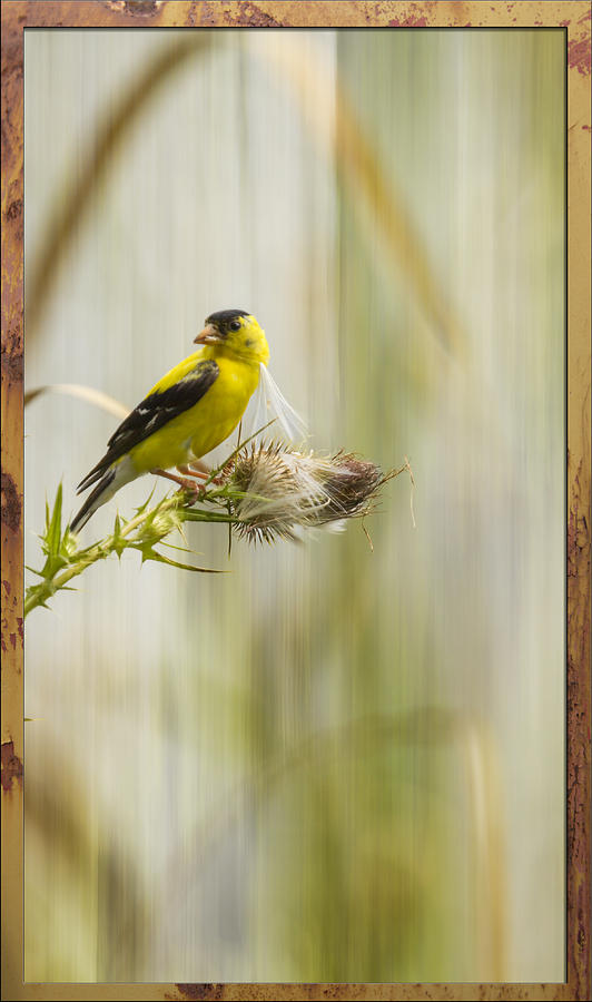 Artistic American Goldfinch 2013-1 Photograph by Thomas Young