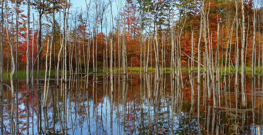 Artistic Autumn View Photograph by Brook Burling