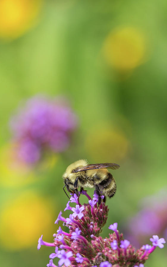 Artistic Bee Photograph by Christy Cox