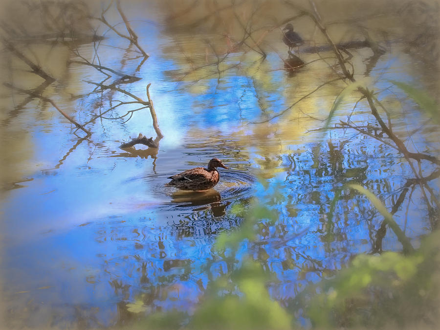 Artistic Duck 2 reflection Photograph by Leif Sohlman Fine Art America