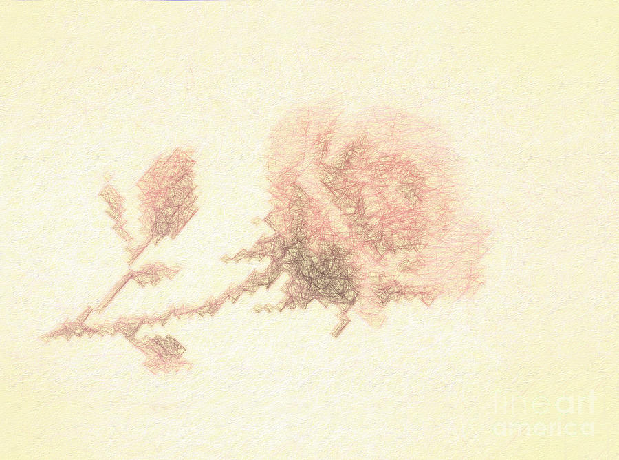 Artistic Etched Rose Photograph by Linda Phelps