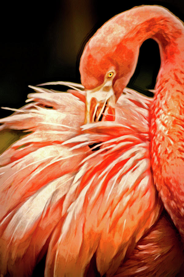Artistic Flamingo Photograph by Don Johnson