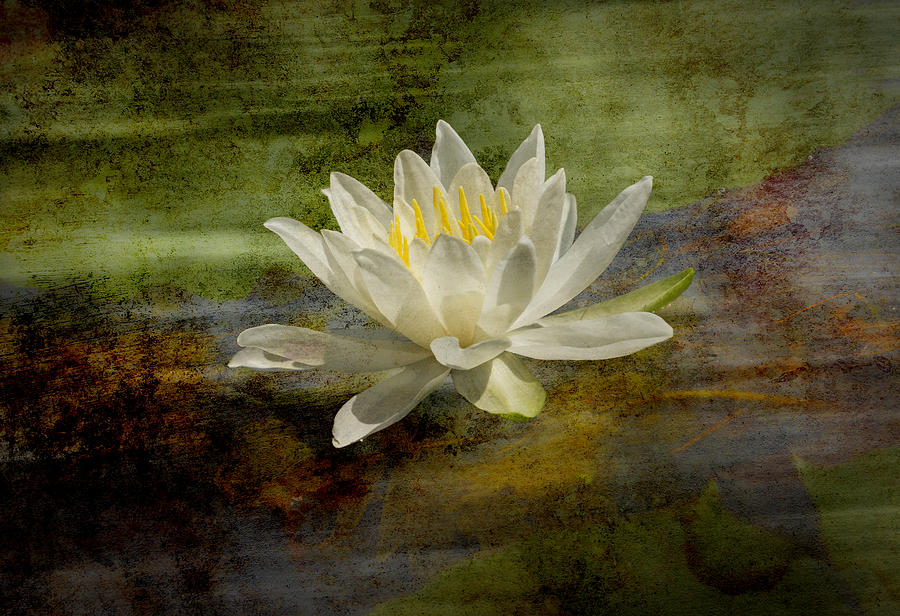 Artistic Fragrant Water Lily Photograph by Thomas Young