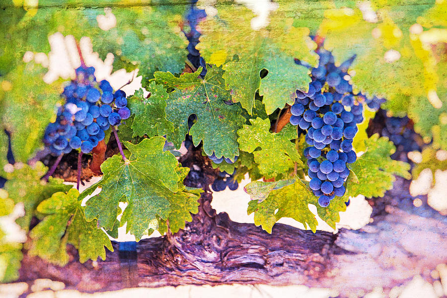 Artistic Grape Vines Photograph by Garry Gay
