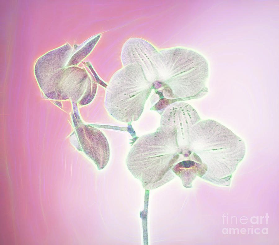 Artistic Group of Orchids Photograph by Linda Phelps