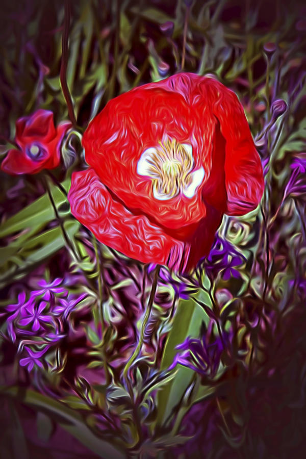 Artistic Kentucky Red Poppy Photograph by Linda Phelps