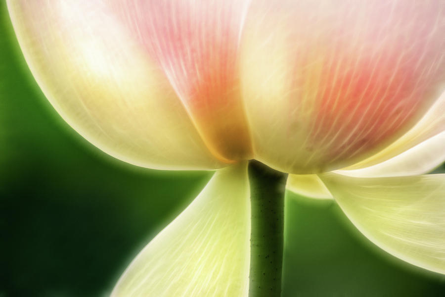 Artistic Macro of a Lotus Photograph by Don Johnson