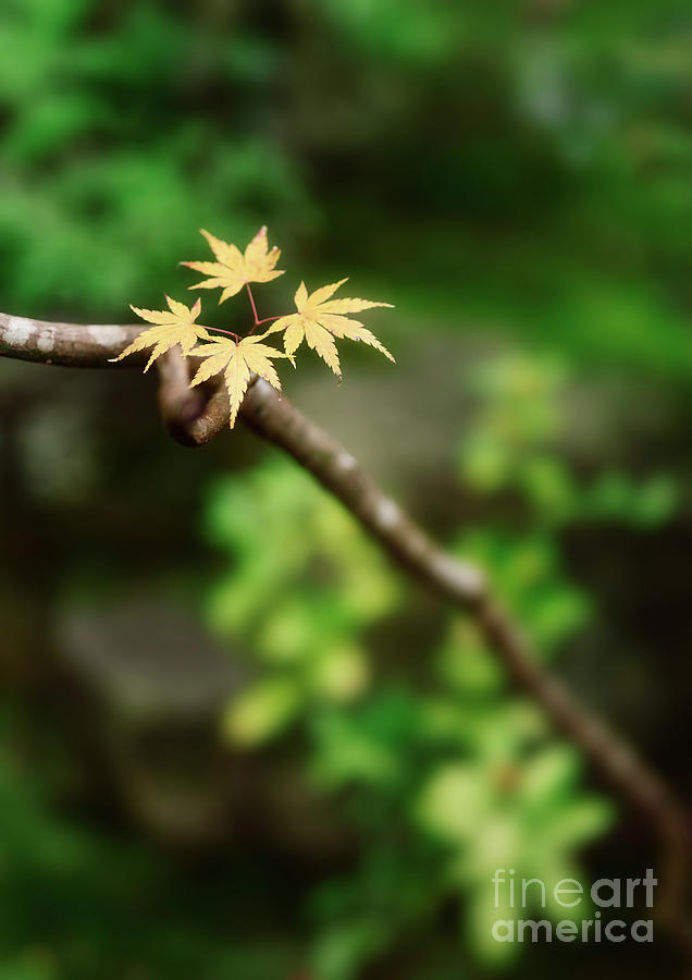Artistic of Japanese maple tree leaves a zen g Photograph by Awen Fine Art Prints