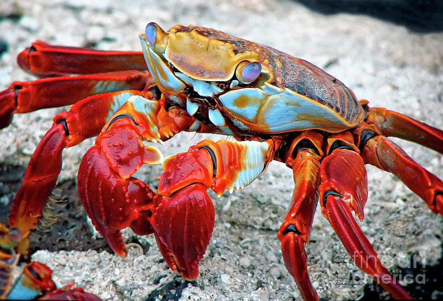 Artistic Nature Red and Blue Rainbow Crab 908 Photograph by Ricardos Creations