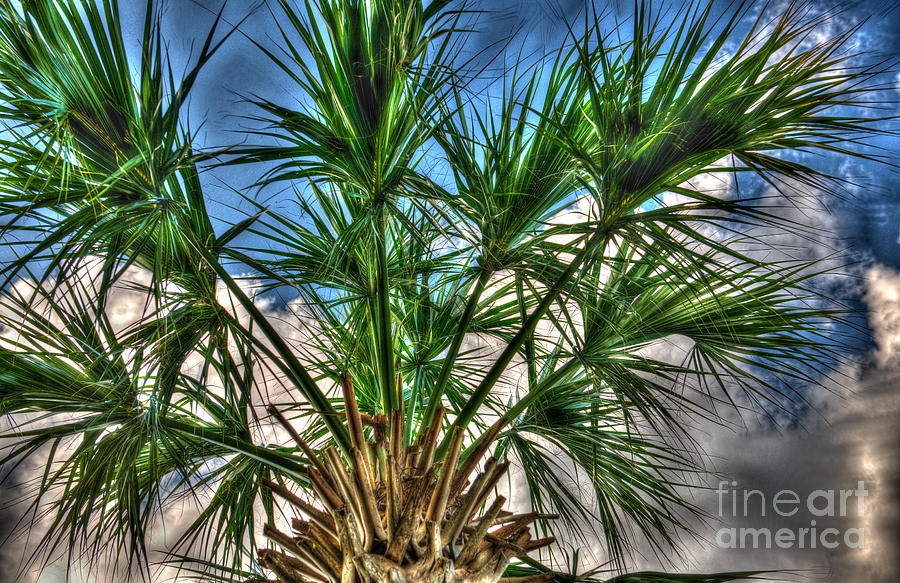 Artistic Palmetto Sky Photograph by Dale Powell