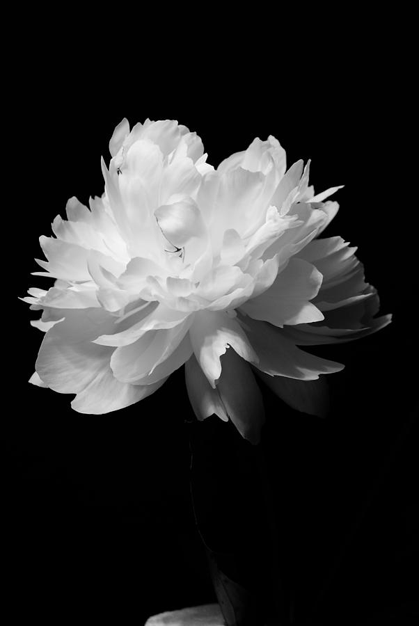 Artistic Peony in BW Photograph by Margie Avellino