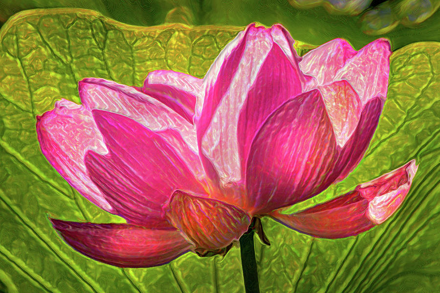 Artistic Pink Lotus Flower Photograph by Don Johnson