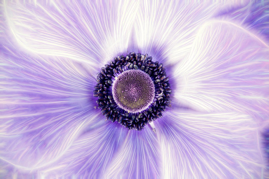 Artistic Poppy Anemone Photograph by Don Johnson