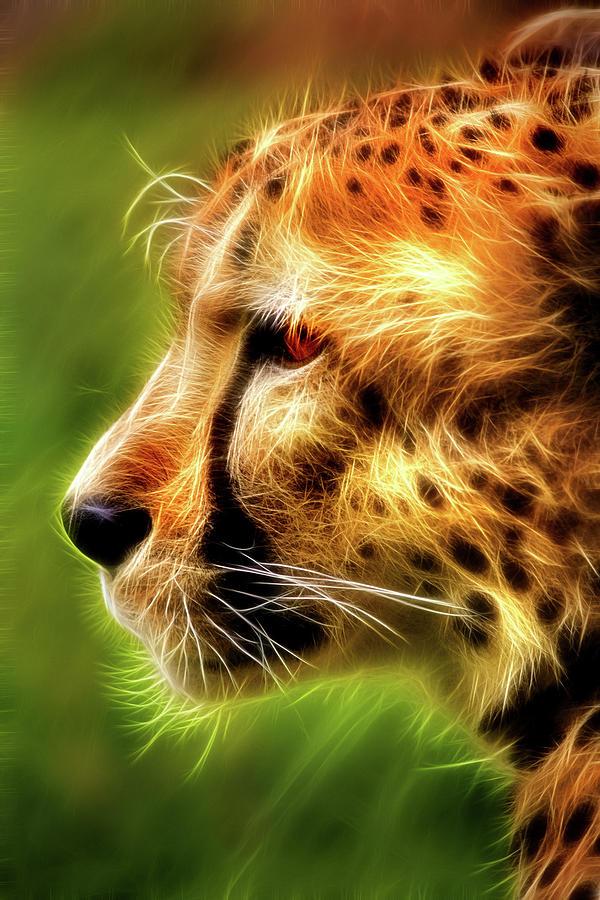 Artistic Profile of a Cheetah Photograph by Don Johnson