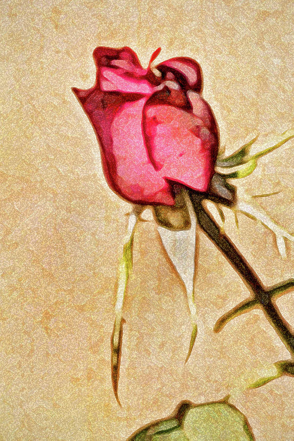 Artistic Profile of a Rose Photograph by Don Johnson