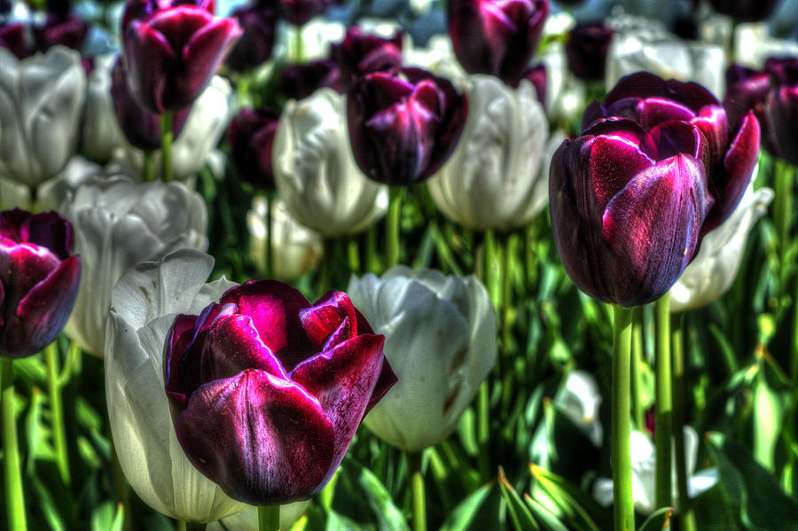 Artistic Purple and White Tulips Photograph by FineArtRoyal Joshua Mimbs