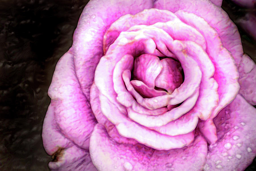 Artistic Purple Rose Photograph by Don Johnson