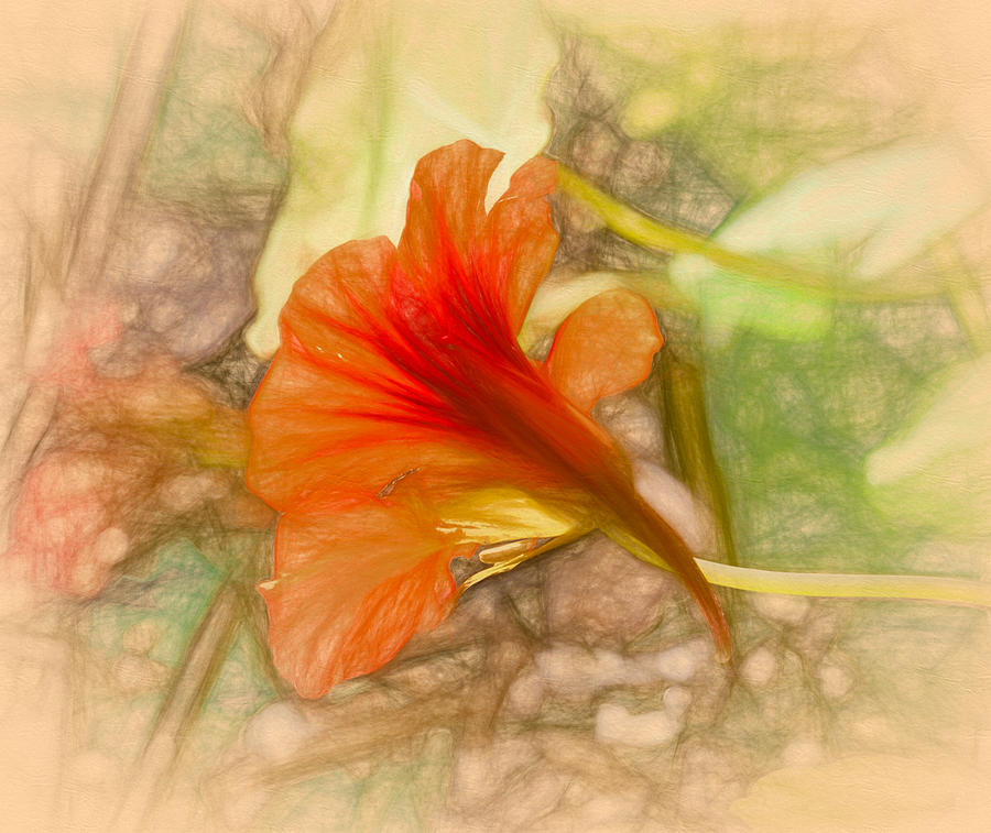 Flower Photograph - Artistic red and orange by Leif Sohlman
