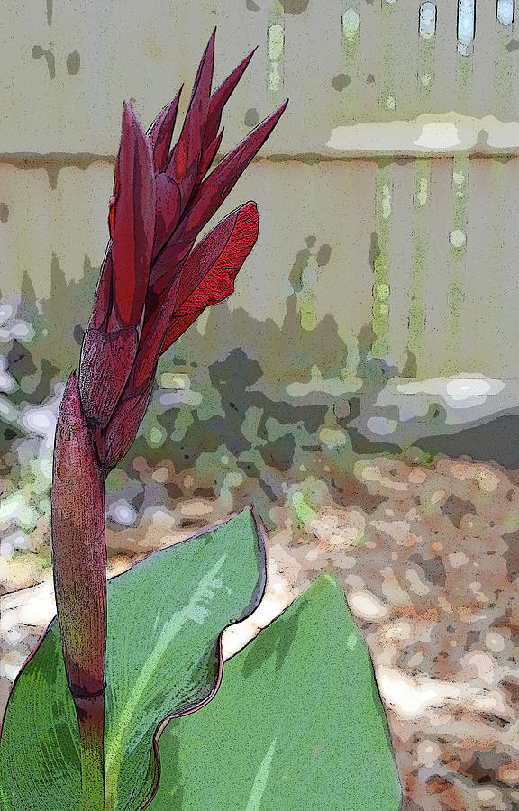Artistic Red Canna Lily Photograph by Aimee L Maher ALM GALLERY