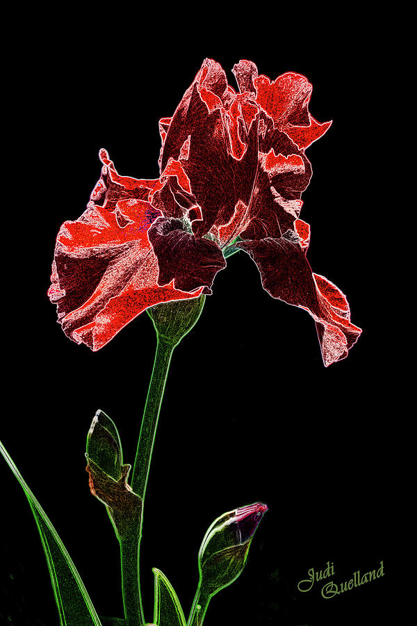 Artistic Red Iris Photograph by Judi Quelland