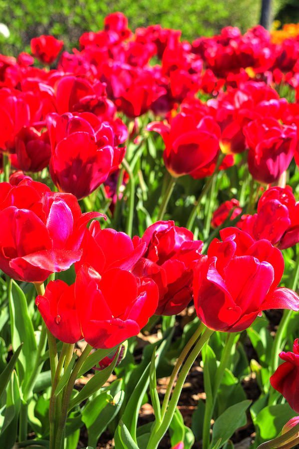 Artistic Red Tulips Photograph by FineArtRoyal Joshua Mimbs