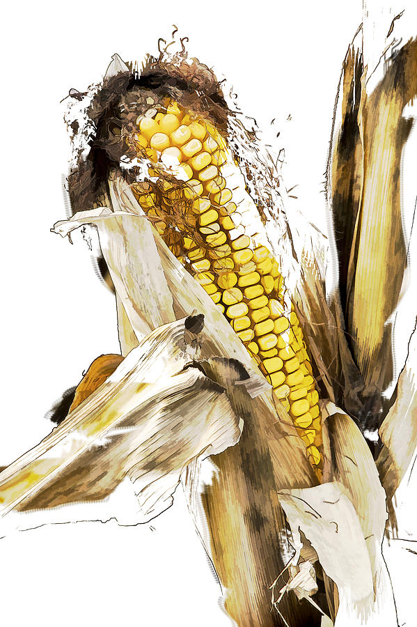 Artistic rendition of Harvest Ear of Corn Photograph by Randall Nyhof
