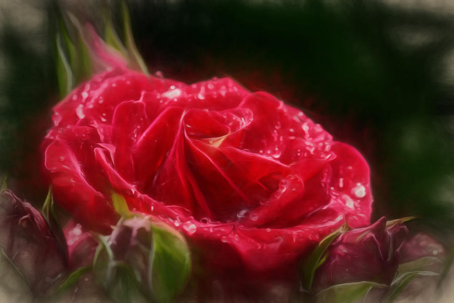 Artistic rose after rain Photograph by Leif Sohlman