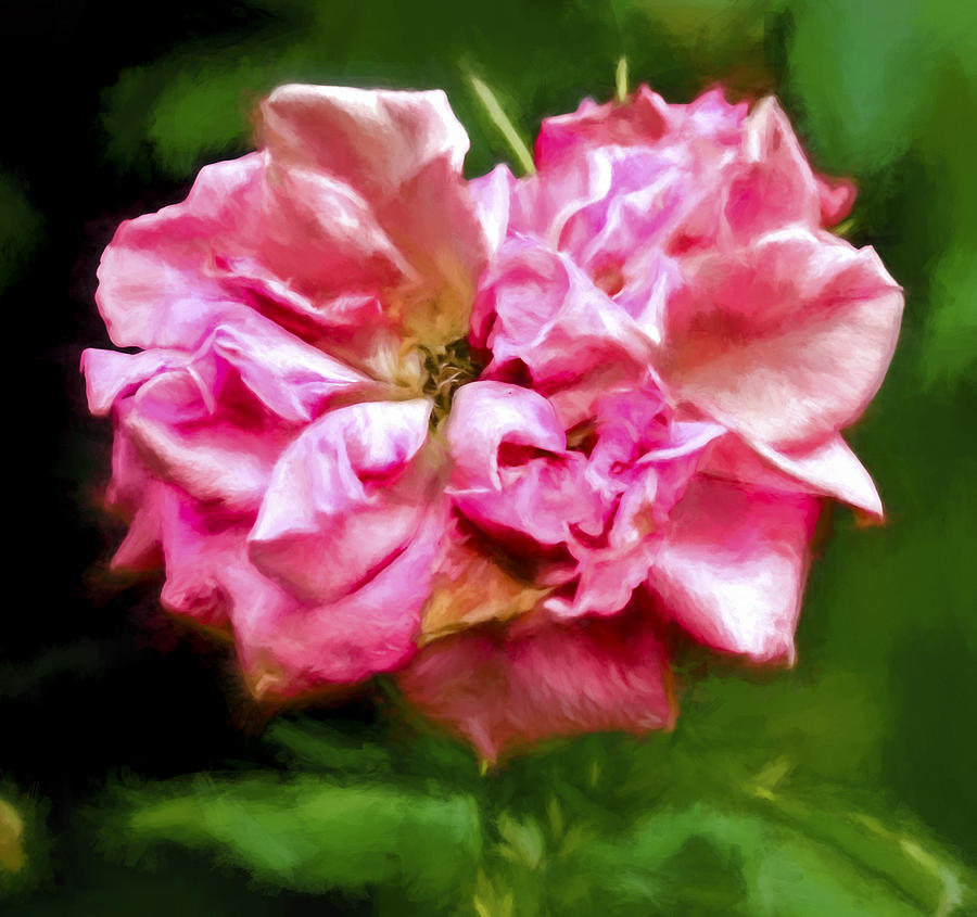 Artistic Rose August  Photograph by Leif Sohlman